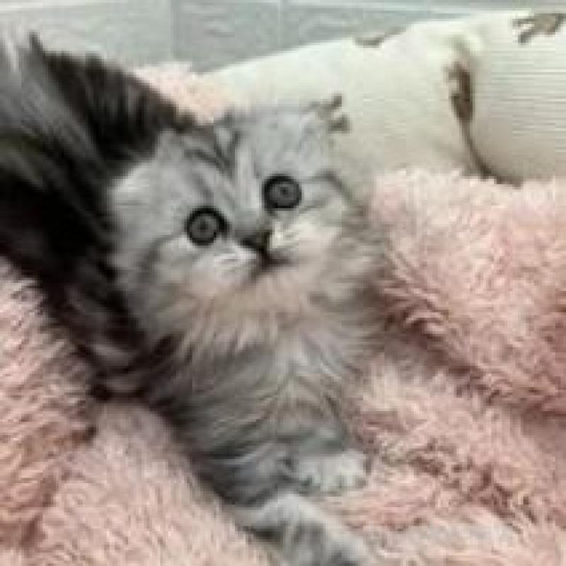 販売中の埼玉県のスコティッシュフォールド-132494の4枚目