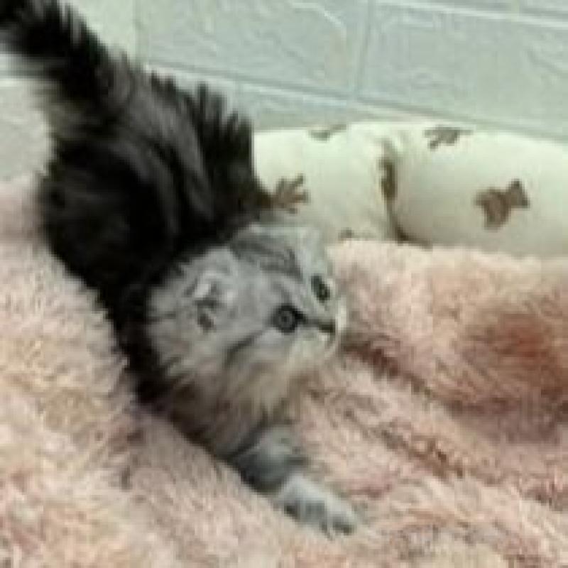 販売中の埼玉県のスコティッシュフォールド-132494の3枚目