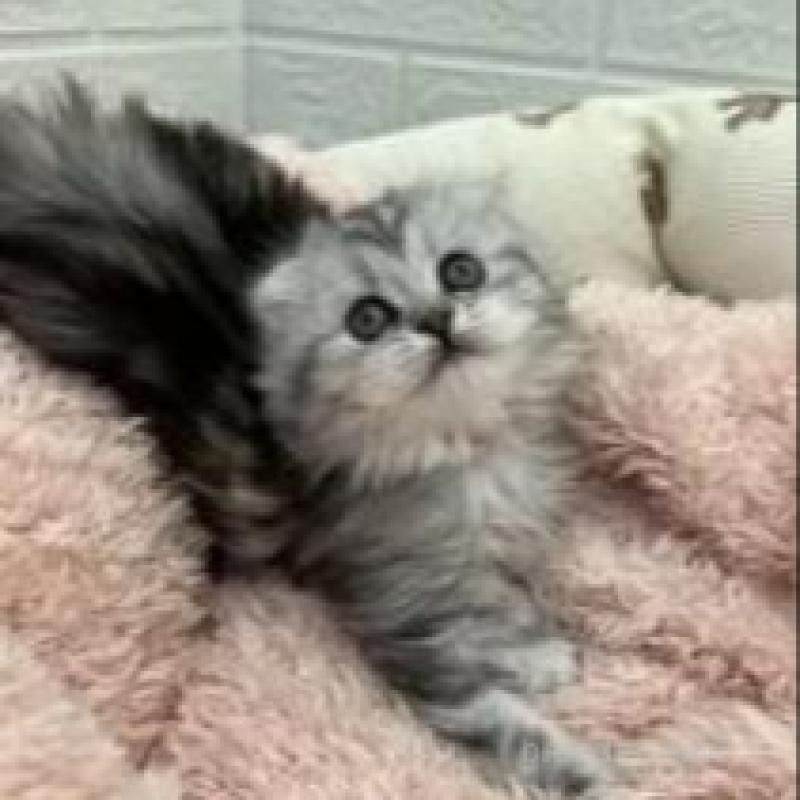 販売中の埼玉県のスコティッシュフォールド-132494の2枚目