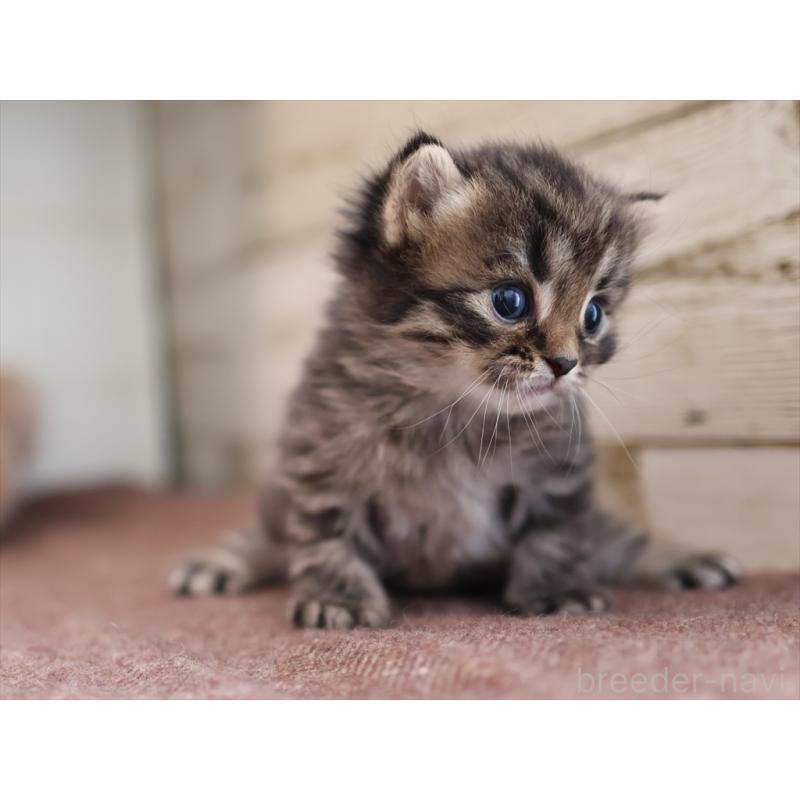 販売中の愛知県のサイベリアン-132495の6枚目