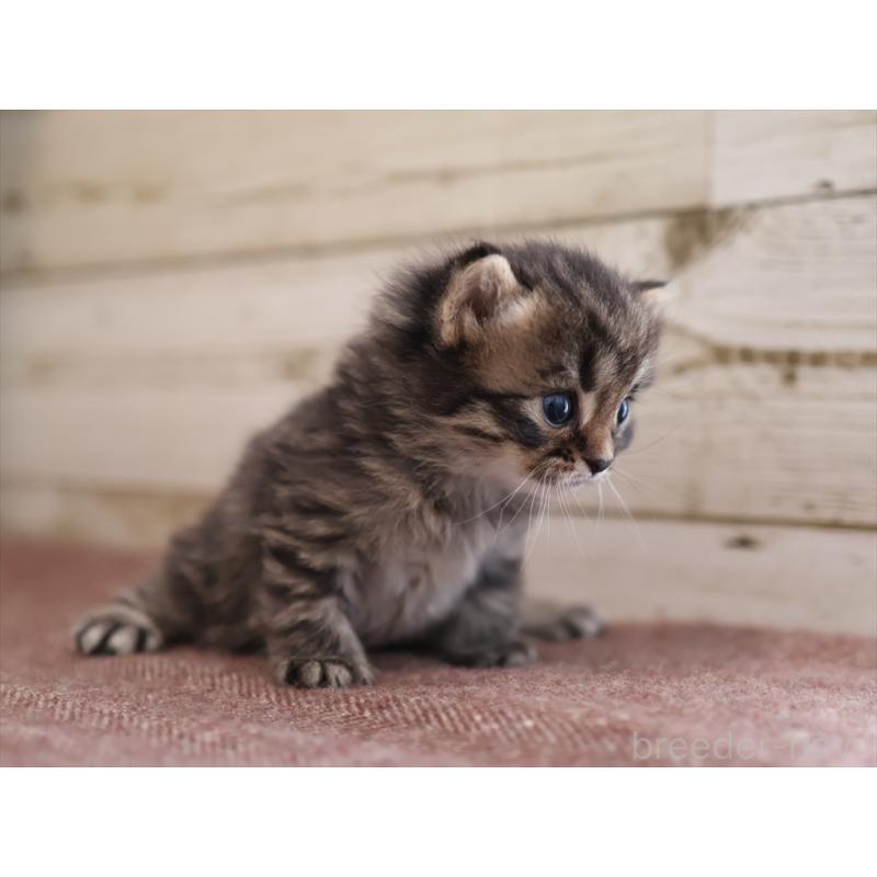 販売中の愛知県のサイベリアン-132495の5枚目