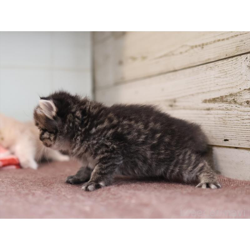 販売中の愛知県のサイベリアン-132495の4枚目