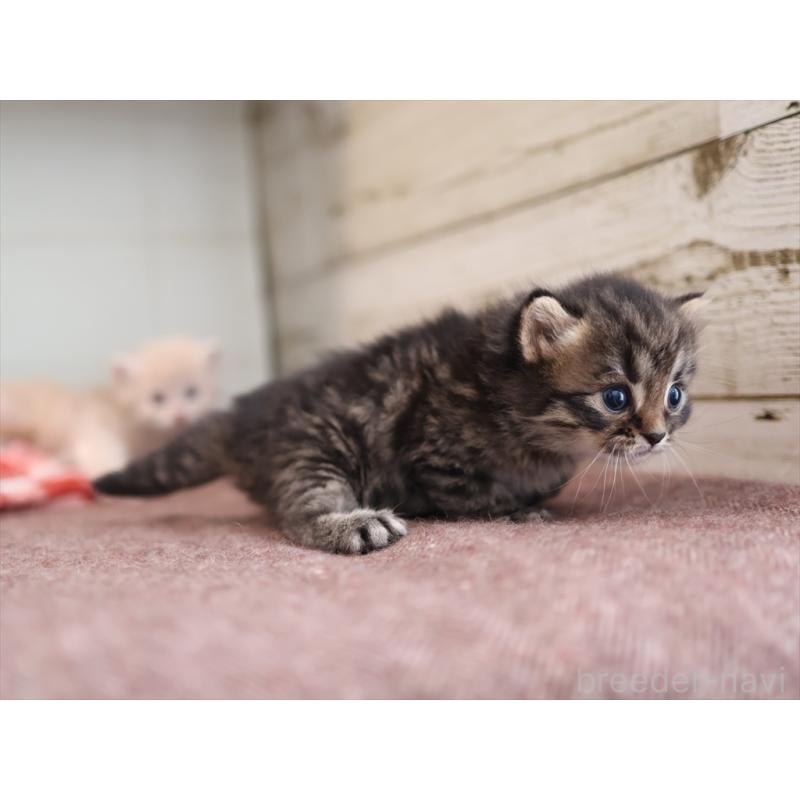 販売中の愛知県のサイベリアン-132495の3枚目