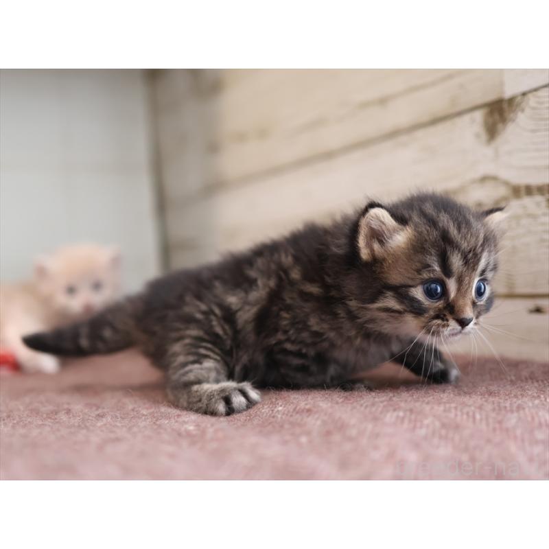 販売中の愛知県のサイベリアン-132495の2枚目