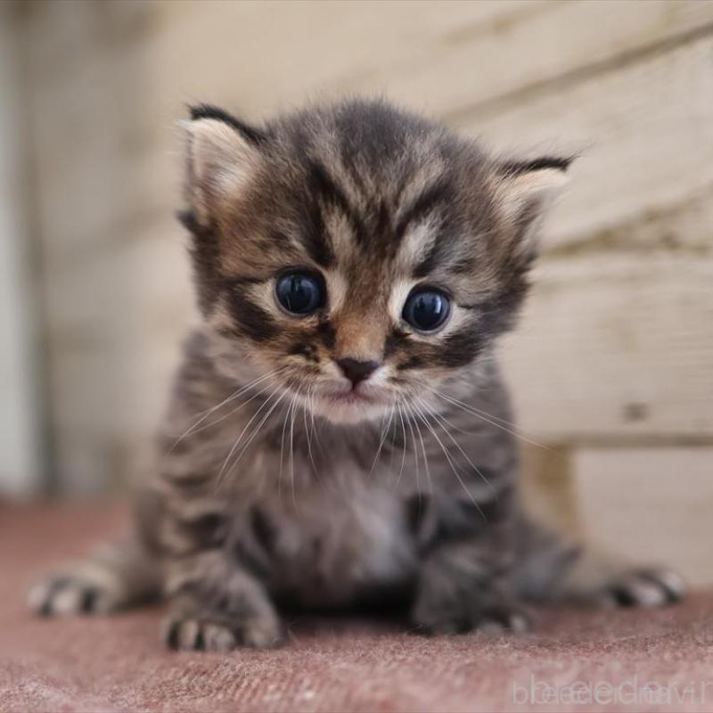 販売中の愛知県のサイベリアン-132495