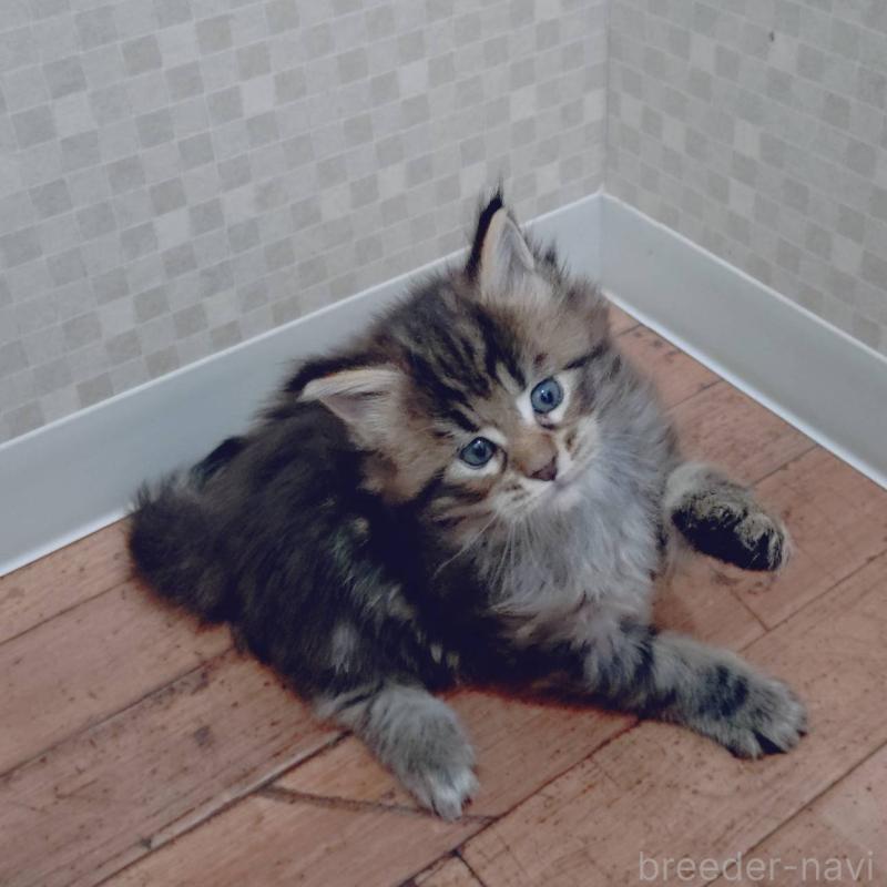 販売中の神奈川県のメインクーン-132496の5枚目