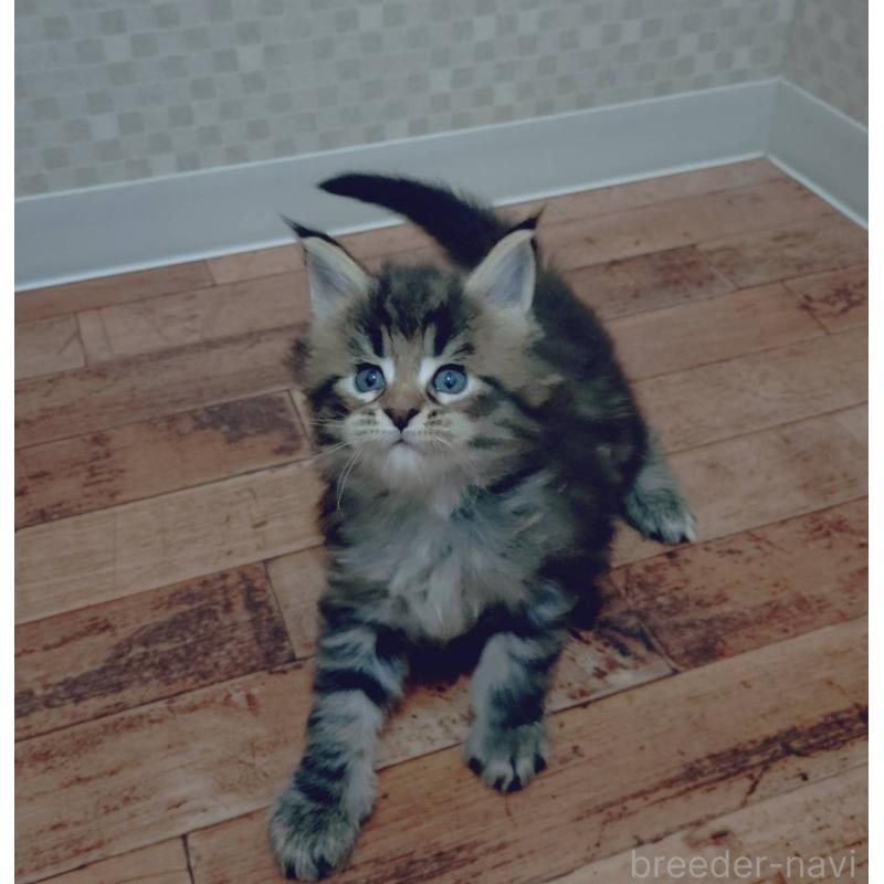 販売中の神奈川県のメインクーン-132496の4枚目