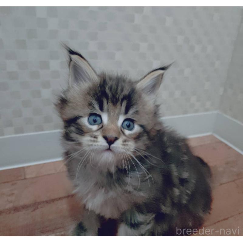 販売中の神奈川県のメインクーン-132496の3枚目