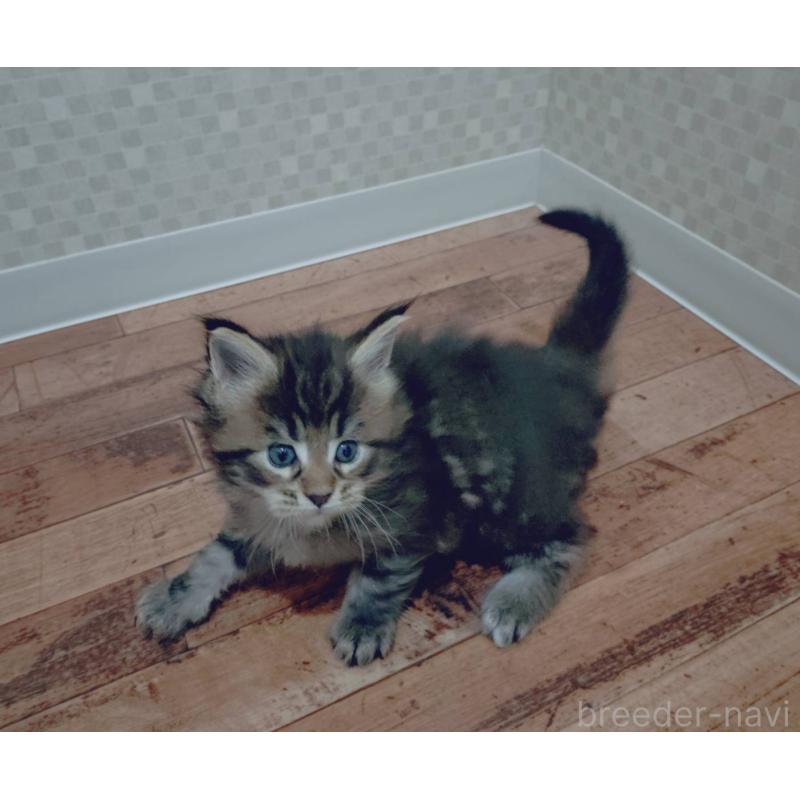 販売中の神奈川県のメインクーン-132496の2枚目