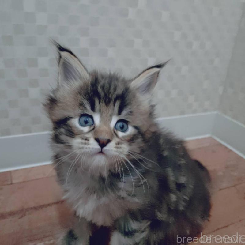 販売中の神奈川県のメインクーン-132496