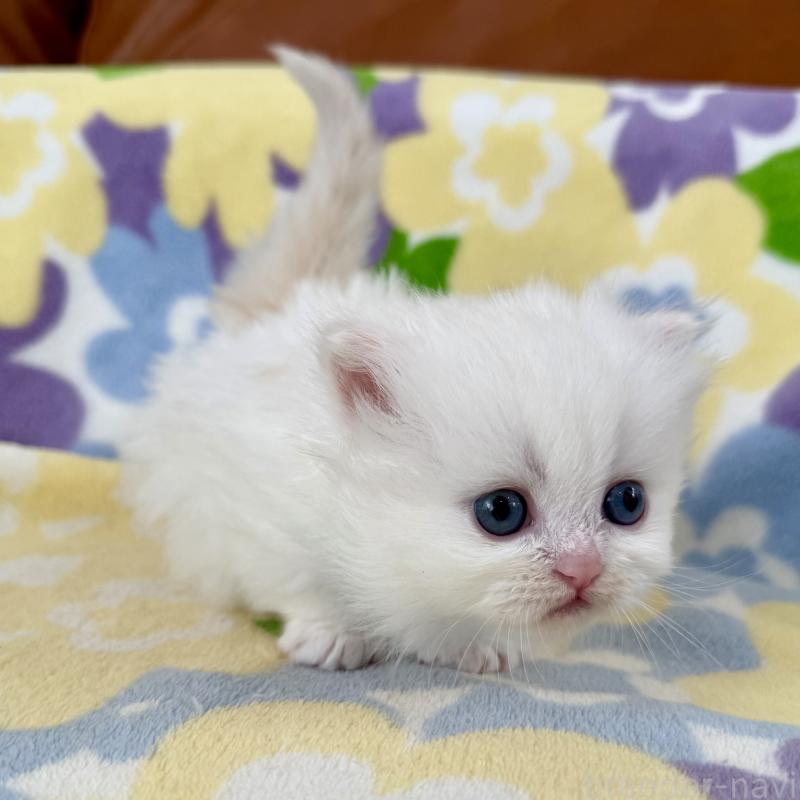 販売中の神奈川県のミヌエット-132501の9枚目