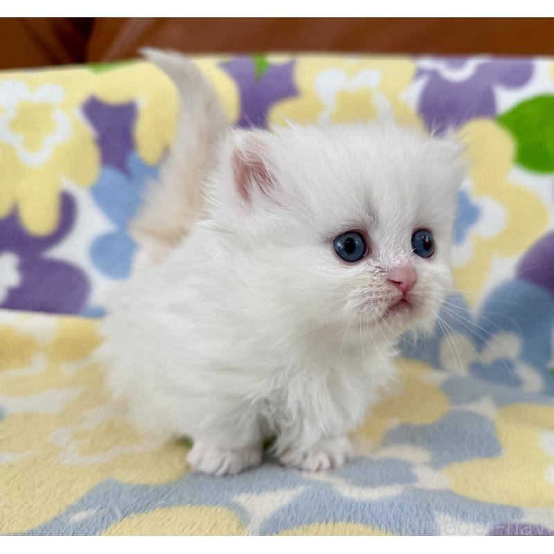 販売中の神奈川県のミヌエット-132501