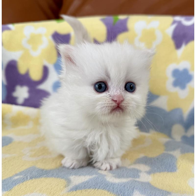 販売中の神奈川県のミヌエット-132501の8枚目