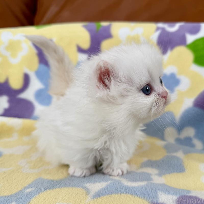 販売中の神奈川県のミヌエット-132501の7枚目