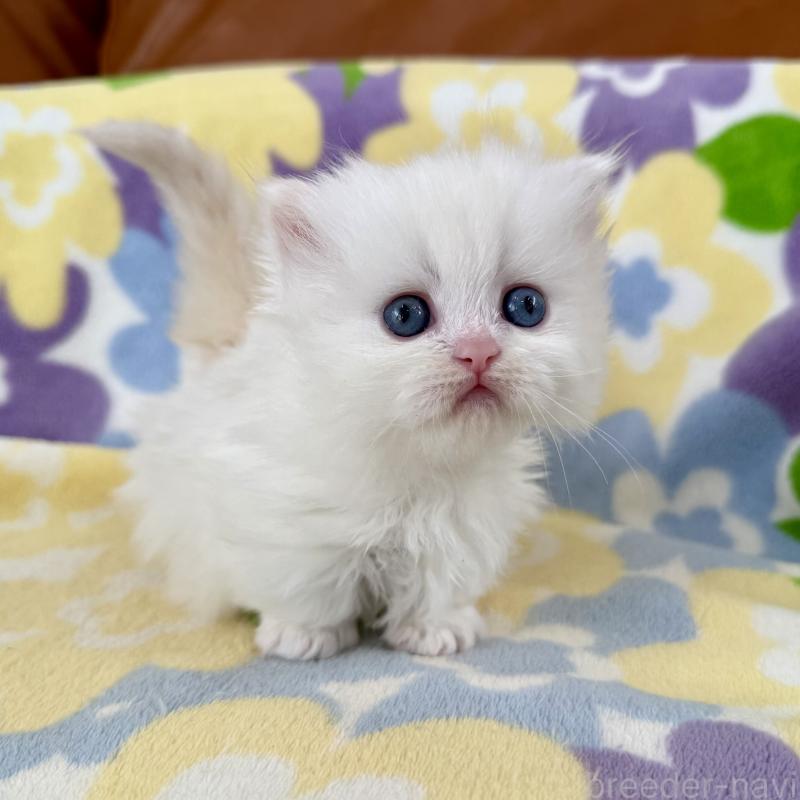 販売中の神奈川県のミヌエット-132501の6枚目