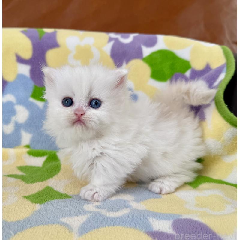 販売中の神奈川県のミヌエット-132501の5枚目