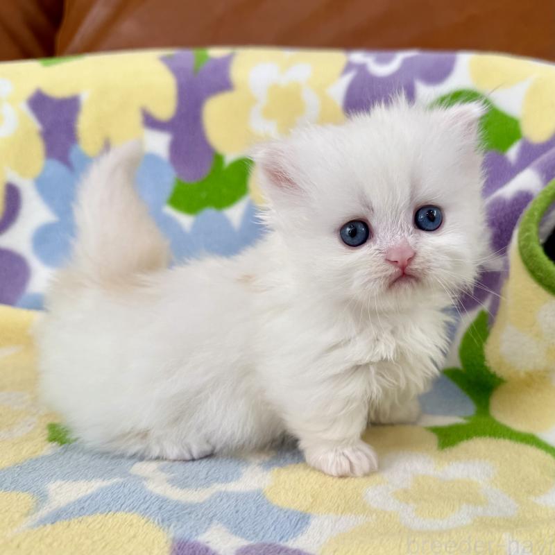 販売中の神奈川県のミヌエット-132501の4枚目