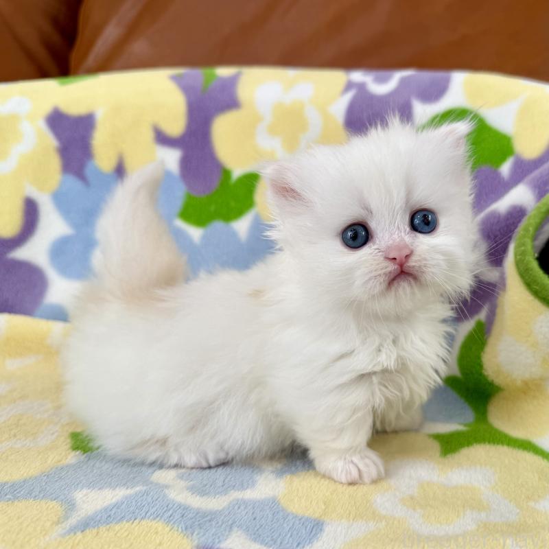 販売中の神奈川県のミヌエット-132501の3枚目