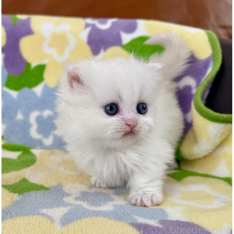 販売中の神奈川県のミヌエット-132501の2枚目