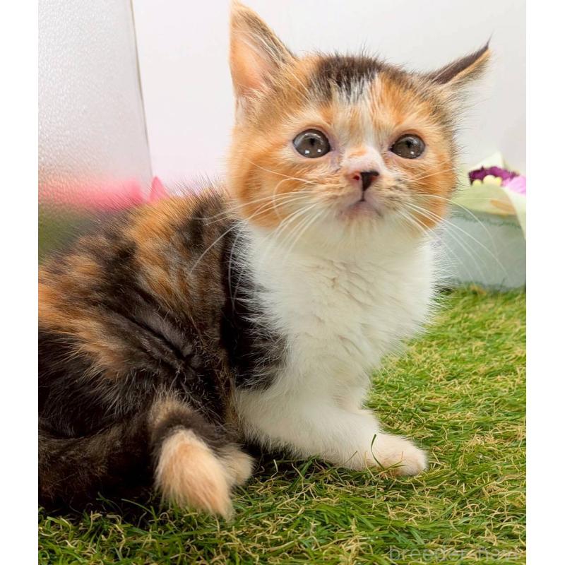 販売中の大阪府のスコティッシュフォールド-132497の6枚目