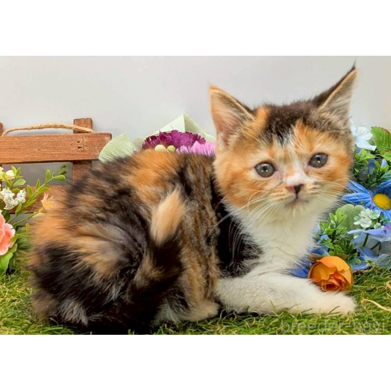 販売中の大阪府のスコティッシュフォールド-132497の5枚目