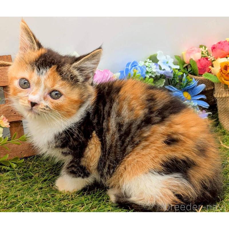 販売中の大阪府のスコティッシュフォールド-132497の4枚目