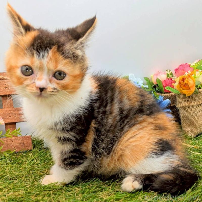 販売中の大阪府のスコティッシュフォールド-132497の1枚目