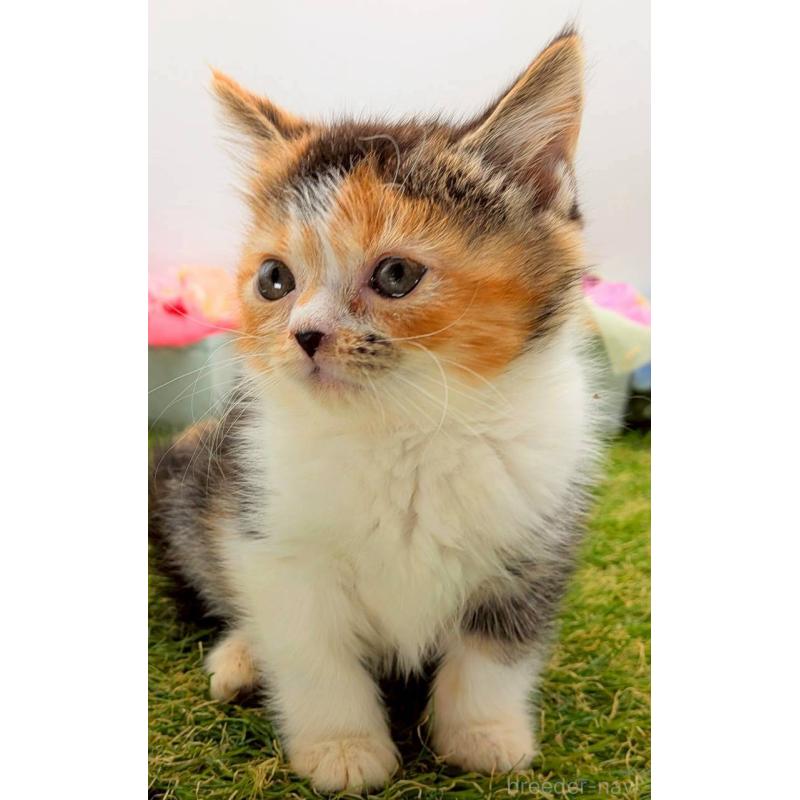 販売中の大阪府のスコティッシュフォールド-132497の3枚目