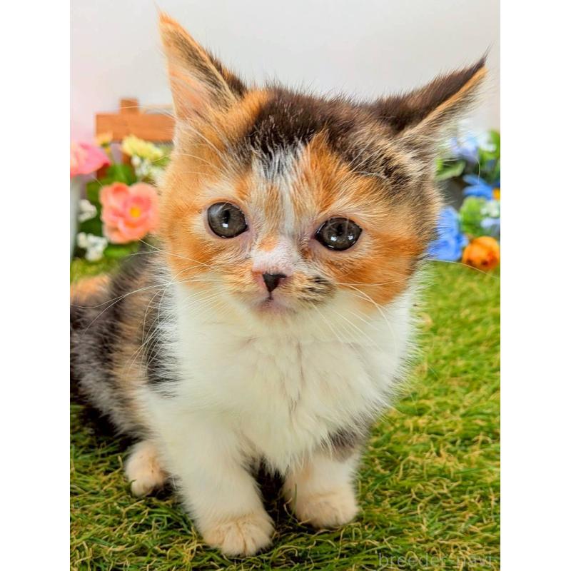 販売中の大阪府のスコティッシュフォールド-132497の2枚目