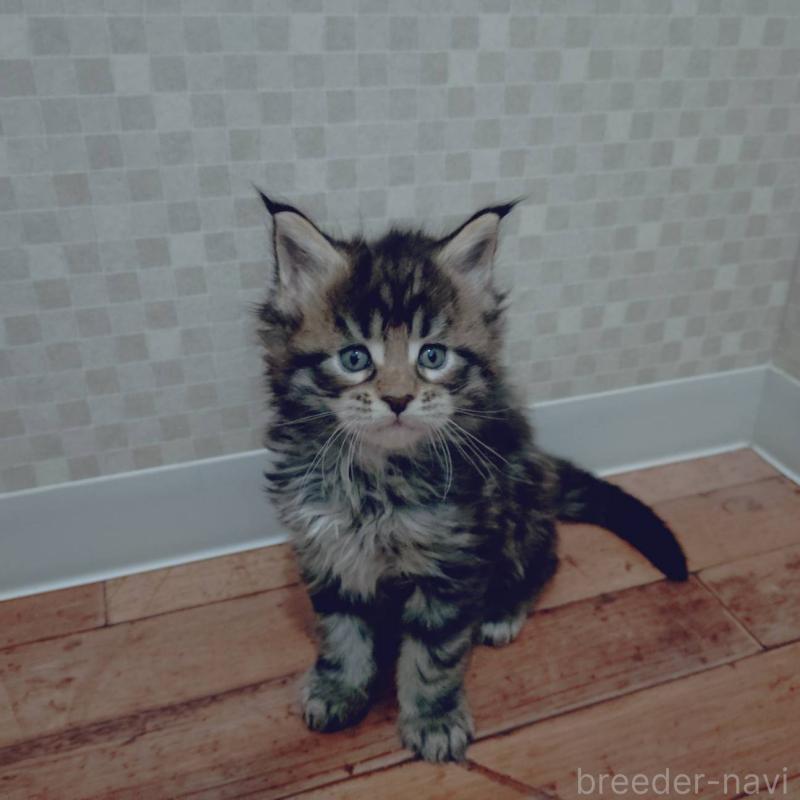 販売中の神奈川県のメインクーン-132498の5枚目