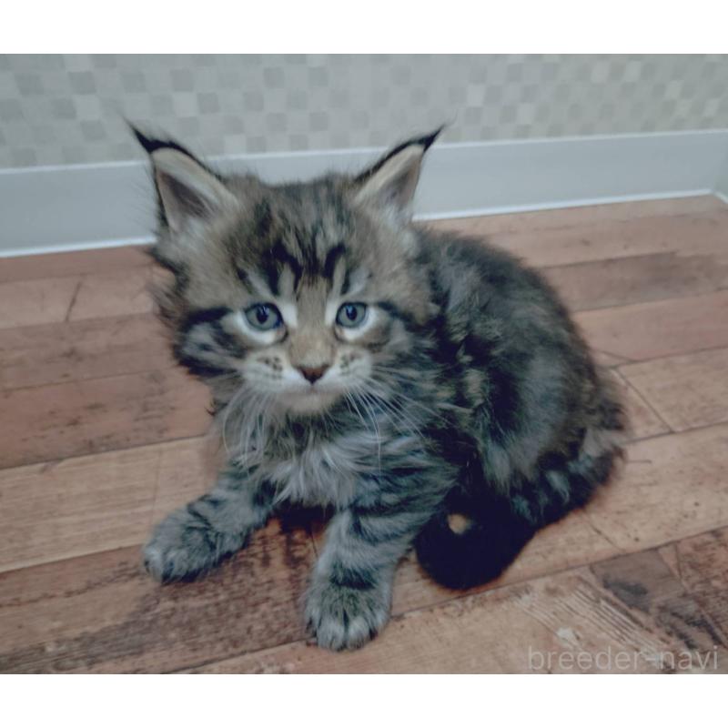 販売中の神奈川県のメインクーン-132498の3枚目