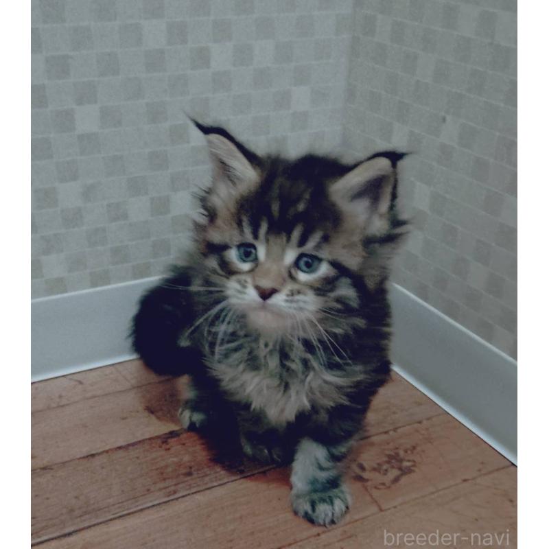 販売中の神奈川県のメインクーン-132498の2枚目