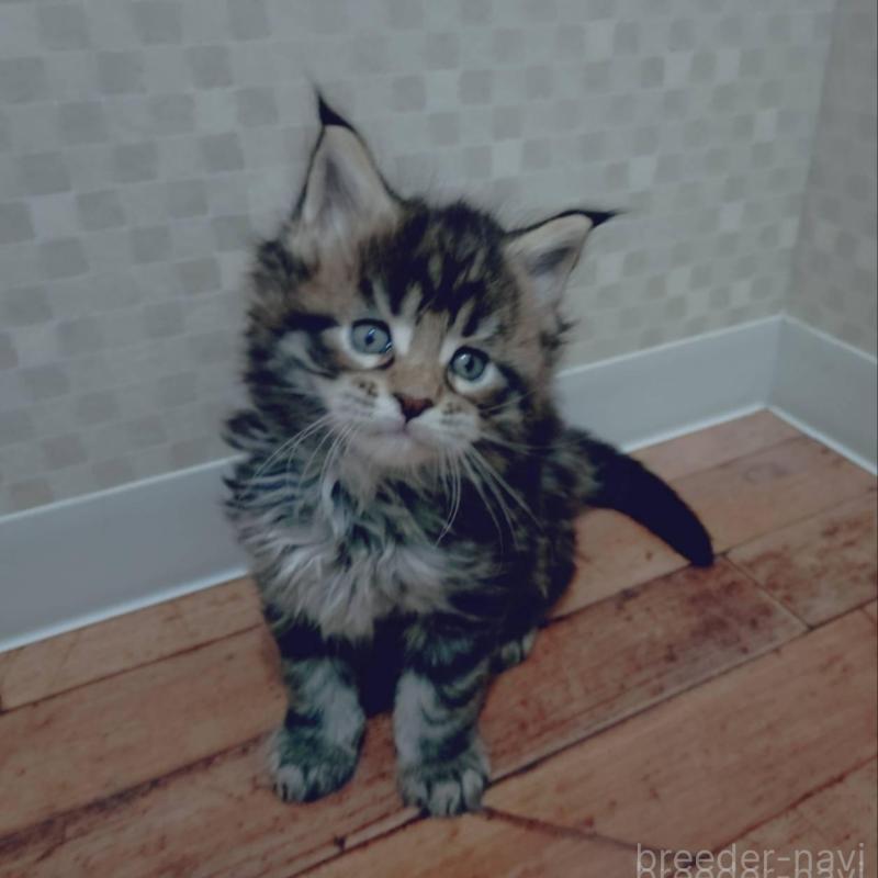 販売中の神奈川県のメインクーン-132498