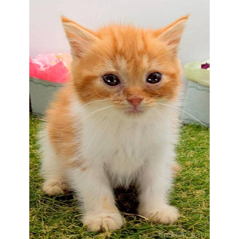 販売中の大阪府のスコティッシュフォールド-132499の5枚目