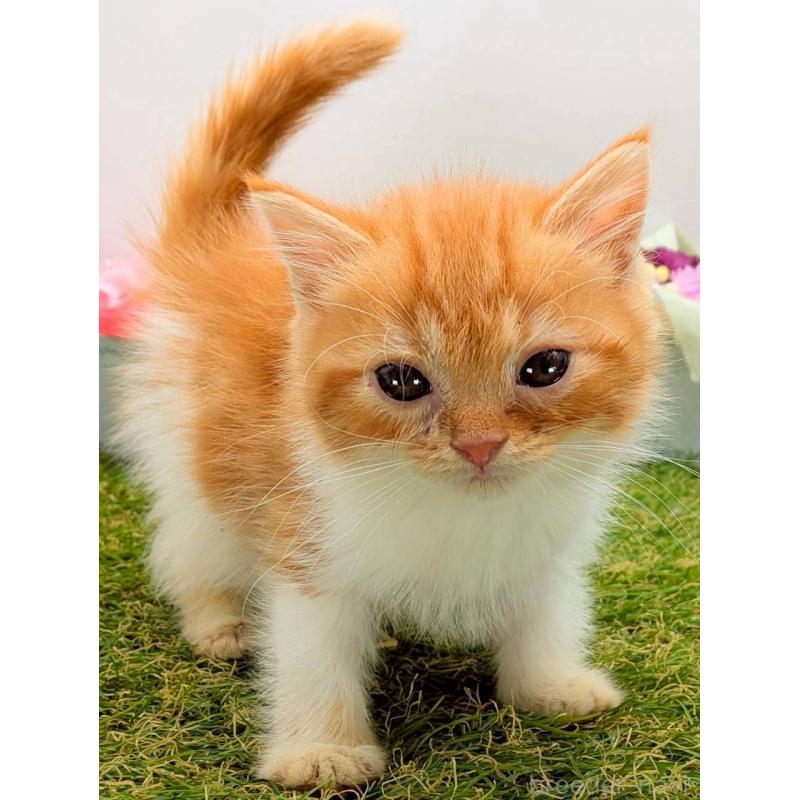 販売中の大阪府のスコティッシュフォールド-132499の4枚目