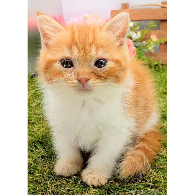 販売中の大阪府のスコティッシュフォールド-132499の3枚目