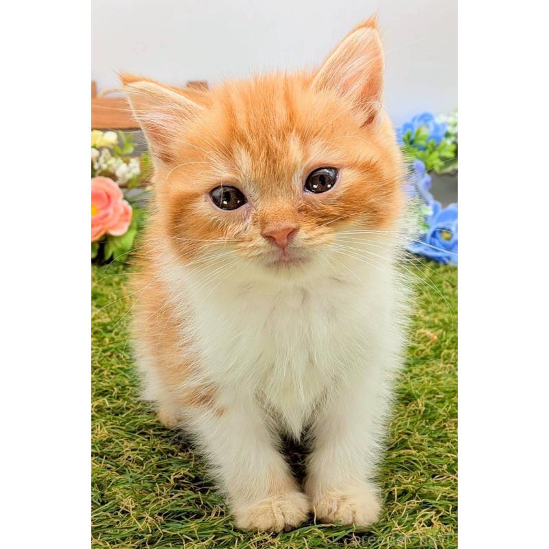 販売中の大阪府のスコティッシュフォールド-132499の2枚目