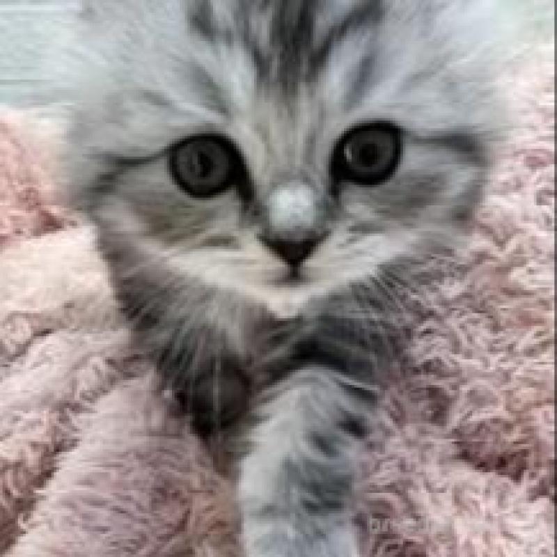 販売中の埼玉県のスコティッシュフォールド-132500