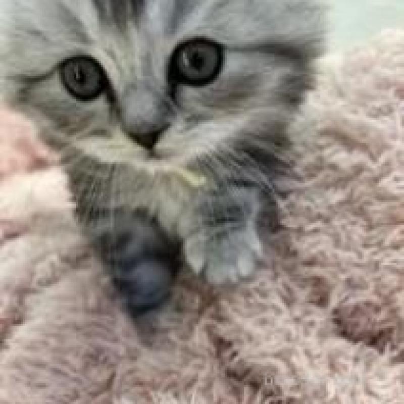 販売中の埼玉県のスコティッシュフォールド-132500の13枚目