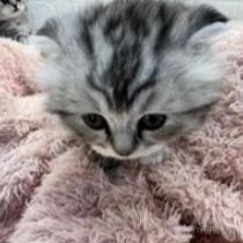 販売中の埼玉県のスコティッシュフォールド-132500の12枚目