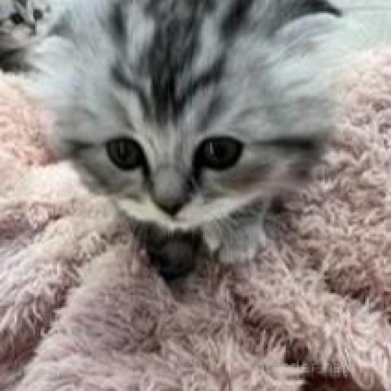 販売中の埼玉県のスコティッシュフォールド-132500の11枚目