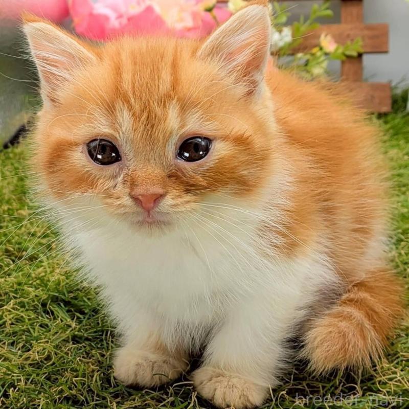 販売中の大阪府のスコティッシュフォールド-132499