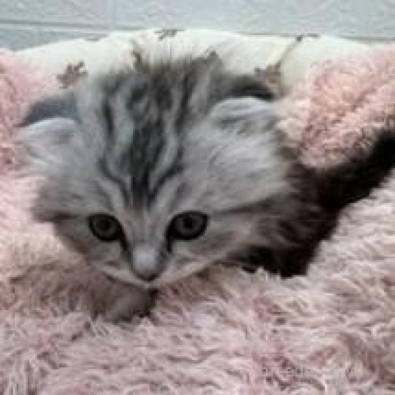 販売中の埼玉県のスコティッシュフォールド-132500の10枚目