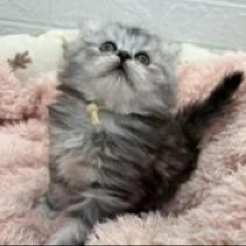 販売中の埼玉県のスコティッシュフォールド-132500の9枚目