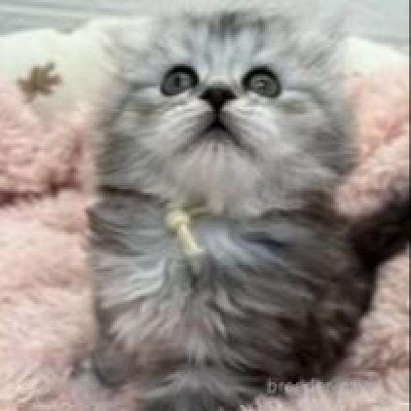 販売中の埼玉県のスコティッシュフォールド-132500の8枚目