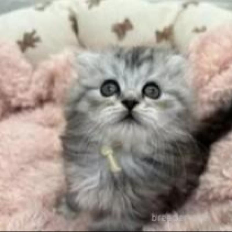 販売中の埼玉県のスコティッシュフォールド-132500の7枚目