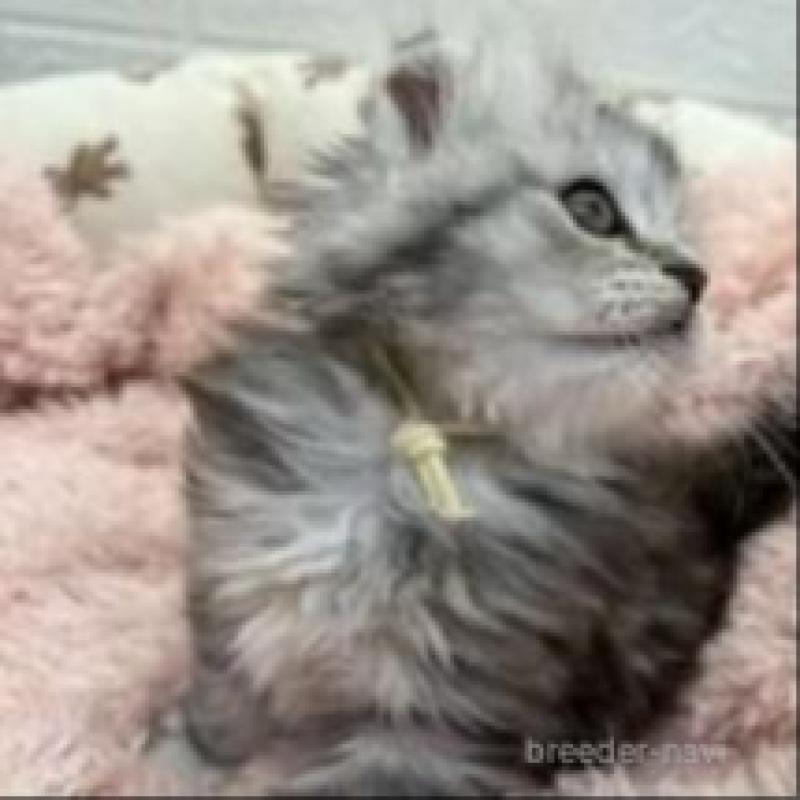 販売中の埼玉県のスコティッシュフォールド-132500の6枚目