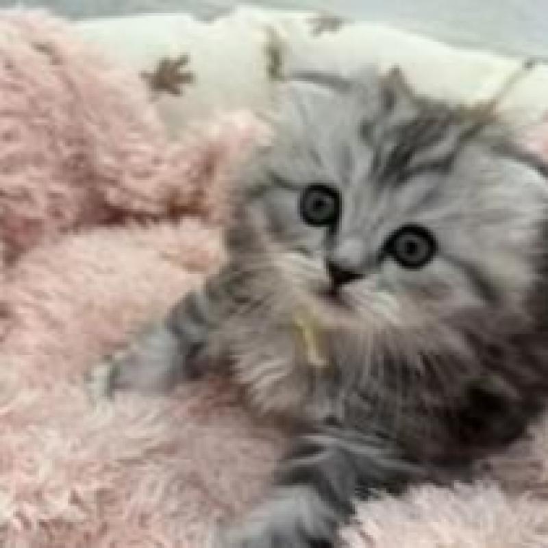 販売中の埼玉県のスコティッシュフォールド-132500の5枚目