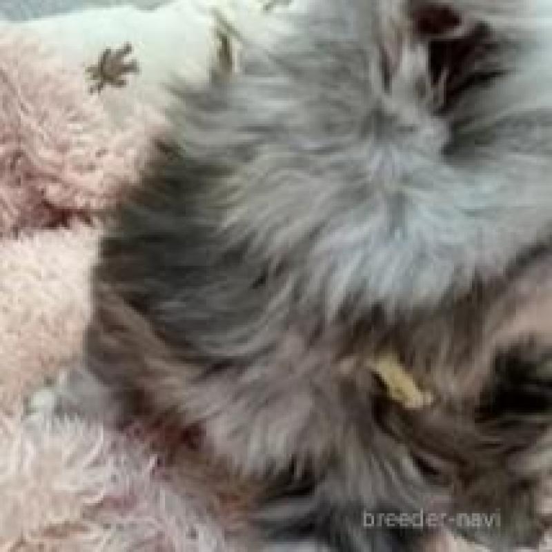 販売中の埼玉県のスコティッシュフォールド-132500の4枚目