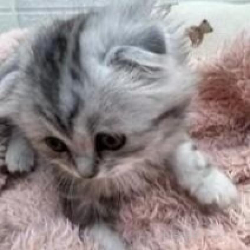 販売中の埼玉県のスコティッシュフォールド-132500の3枚目